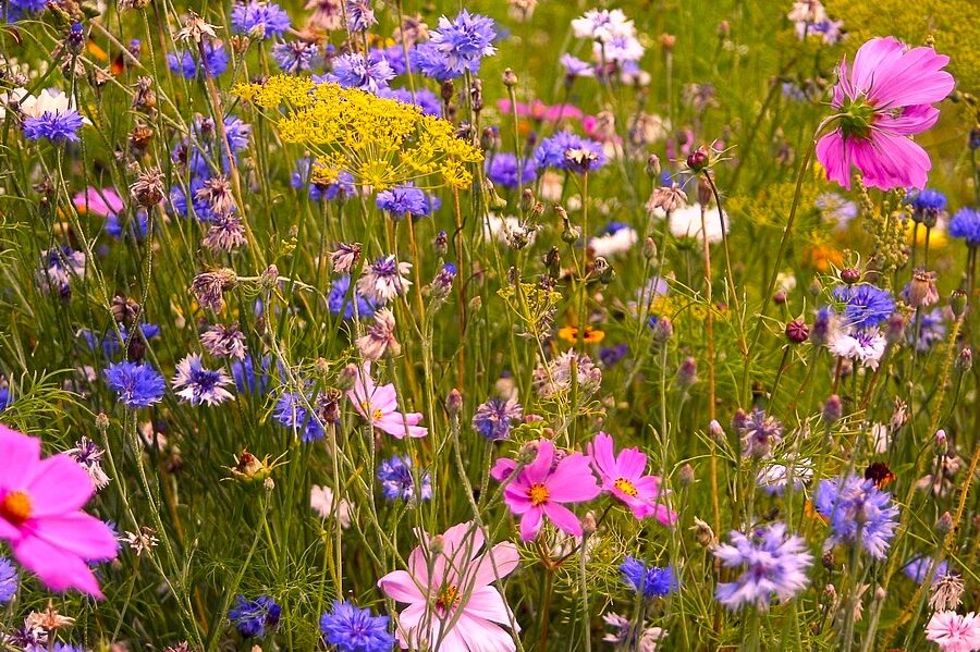 Des fleurs pour réguler les émotions